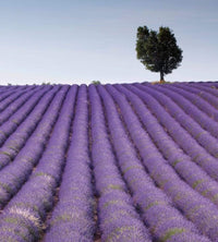 Dimex Lavender Field Papier Peint 225x250cm 3 bandes | Yourdecoration.fr