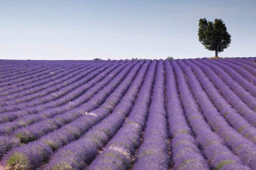 Dimex Lavender Field Papier Peint 375x250cm 5 bandes | Yourdecoration.fr