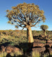 Dimex Namibia Papier Peint 225x250cm 3 bandes | Yourdecoration.fr
