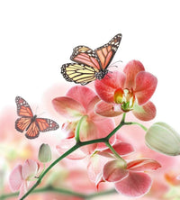 Dimex Orchids and Butterfly Papier Peint 225x250cm 3 bandes | Yourdecoration.fr