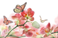 Dimex Orchids and Butterfly Papier Peint 375x250cm 5 bandes | Yourdecoration.fr