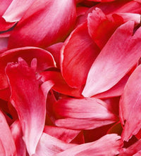 Dimex Red Petals Papier Peint 225x250cm 3 bandes | Yourdecoration.fr