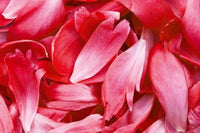 Dimex Red Petals Papier Peint 375x250cm 5 bandes | Yourdecoration.fr