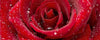 Dimex Red Rose Papier Peint 375x150cm 5 bandes | Yourdecoration.fr
