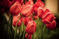 Dimex Red Tulips Papier Peint 375x250cm 5 bandes | Yourdecoration.fr