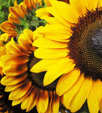 Dimex Sunflowers Papier Peint 225x250cm 3 bandes | Yourdecoration.fr