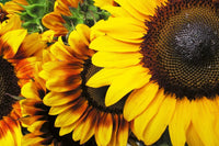 Dimex Sunflowers Papier Peint 375x250cm 5 bandes | Yourdecoration.fr