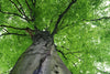 Dimex Treetop Papier Peint 375x250cm 5 bandes | Yourdecoration.fr