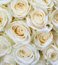 Dimex White Roses Papier Peint 225x250cm 3 bandes | Yourdecoration.fr
