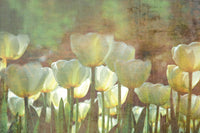 Dimex White Tulips Abstract Papier Peint 375x250cm 5 bandes | Yourdecoration.fr