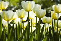 Dimex White Tulips Papier Peint 375x250cm 5 bandes | Yourdecoration.fr