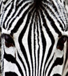 Dimex Zebra Papier Peint 225x250cm 3 bandes | Yourdecoration.fr