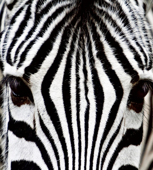 Dimex Zebra Papier Peint 225x250cm 3 bandes | Yourdecoration.fr