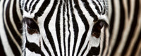 Dimex Zebra Papier Peint 375x150cm 5 bandes | Yourdecoration.fr