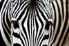 Dimex Zebra Papier Peint 375x250cm 5 bandes | Yourdecoration.fr