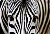 Dimex Zebra Papier Peint 375x250cm 5 bandes | Yourdecoration.fr