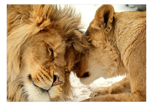 Papier Peint - Lion Tenderness - Intissé