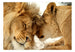 Papier Peint - Lion Tenderness - Intissé