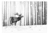 Papier Peint - Deer in the Snow Black and White - Intissé