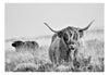 Papier Peint - Highland Cattle - Intissé