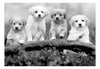 Papier Peint - Four Puppies - Intissé