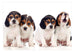 Papier Peint - Sad Puppies - Intissé