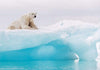 Komar Arctic Polar Bear Papier Peint Intissé 400x280cm 8 bandes | Yourdecoration.fr