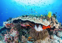 Komar Coral Reef Papier Peint Intissé 400x280cm 8 bandes | Yourdecoration.fr