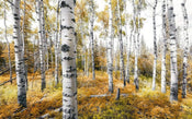 Komar Colorful Aspenwoods Papier Peint Intissé 450x280cm 9 bandes | Yourdecoration.fr