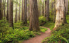 Komar Redwood Trail Papier Peint Intissé 450x280cm 9 bandes | Yourdecoration.fr