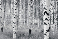Komar Woods Papier Peint 400x270cm 8 bandes | Yourdecoration.fr