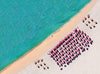 Komar South Beach Papier Peint Intissé 248x184cm | Yourdecoration.fr